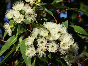 Olejek eukaliptusowy gałkowy 10 ml