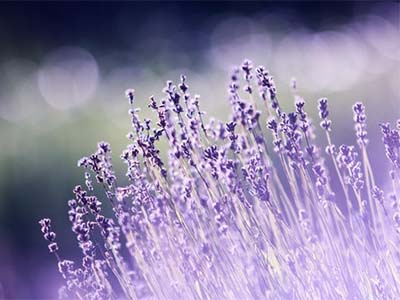 Apteczka w twoim ziołowym ogródku