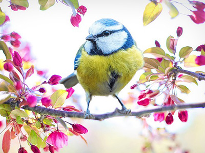 Naturalne kosmetyki do twarzy