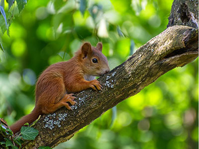 Naturalne emulgatory w kosmetykach