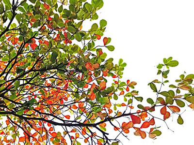 Kwas hialuronowy w kosmetykach naturalnych