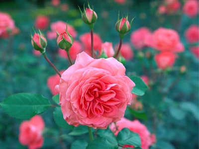 Czemu wybrać hydrolat zamiast toniku? Czym się różnią?