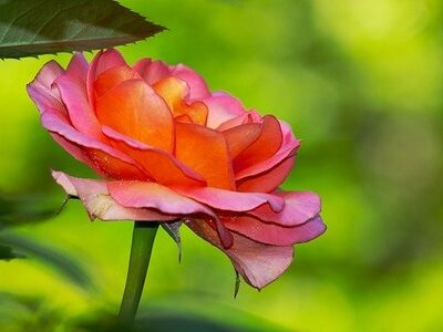 Oczyszczanie skóry a rodzaj cery - jak często i w jaki sposób przeprowadzać peeling