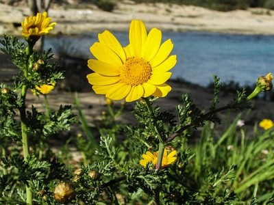 Arnika - idealna dla cery naczynkowej i na poprawę krążenia, co warto o niej wiedzieć i jakie ma właściwości lecznicze
