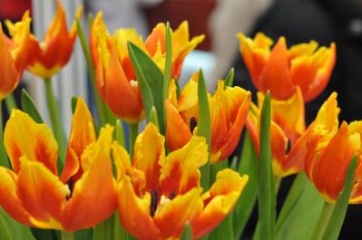 Wiosna jest kobietą