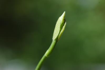 Natchnienie i talenty